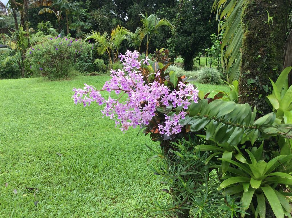 Cabinas Los Guayabos Hotell La Fortuna Rum bild